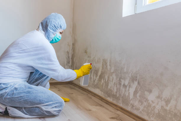 Licensed Mold Removal service in Williamsburg, VA - 24 Hour Mold Removal