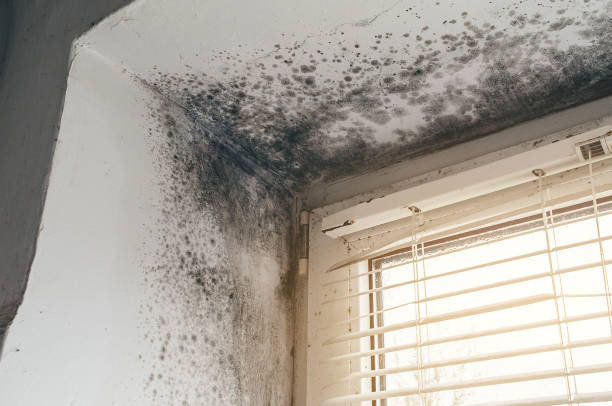 Affordable Mold Removal solutions in Williamsburg, VA