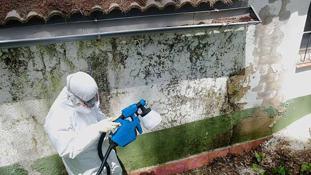 Top rated local Mold Removal specialists in Williamsburg, VA